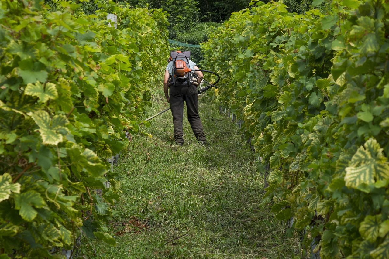 Les Vignerons du Centre Corse Face aux Défis Climatiques et à la Pénurie de Ressources