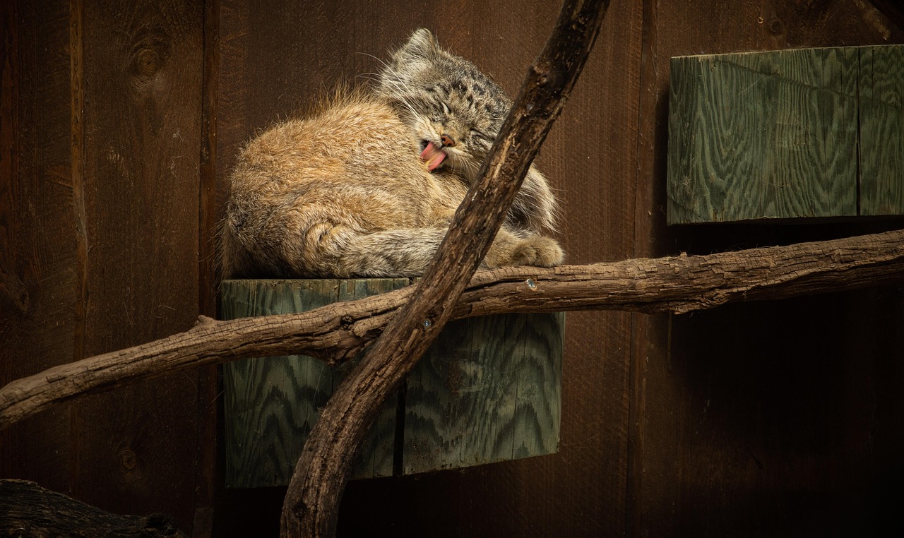 Le Chat de Pallas : le maître discret des milieux extrêmes où la vie se fait rare