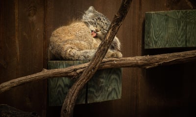 Le Chat de Pallas : le maître discret des milieux extrêmes où la vie se fait rare