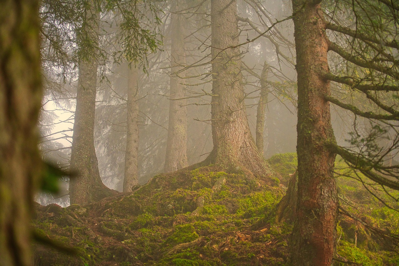 Les forêts : un trésor indispensable pour notre climat, notre eau, notre santé et nos moyens de subsistance