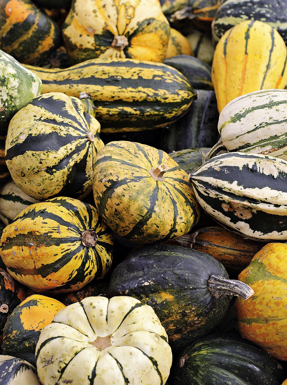 Innovations en agriculture : les nouvelles technologies qui transforment le secteur