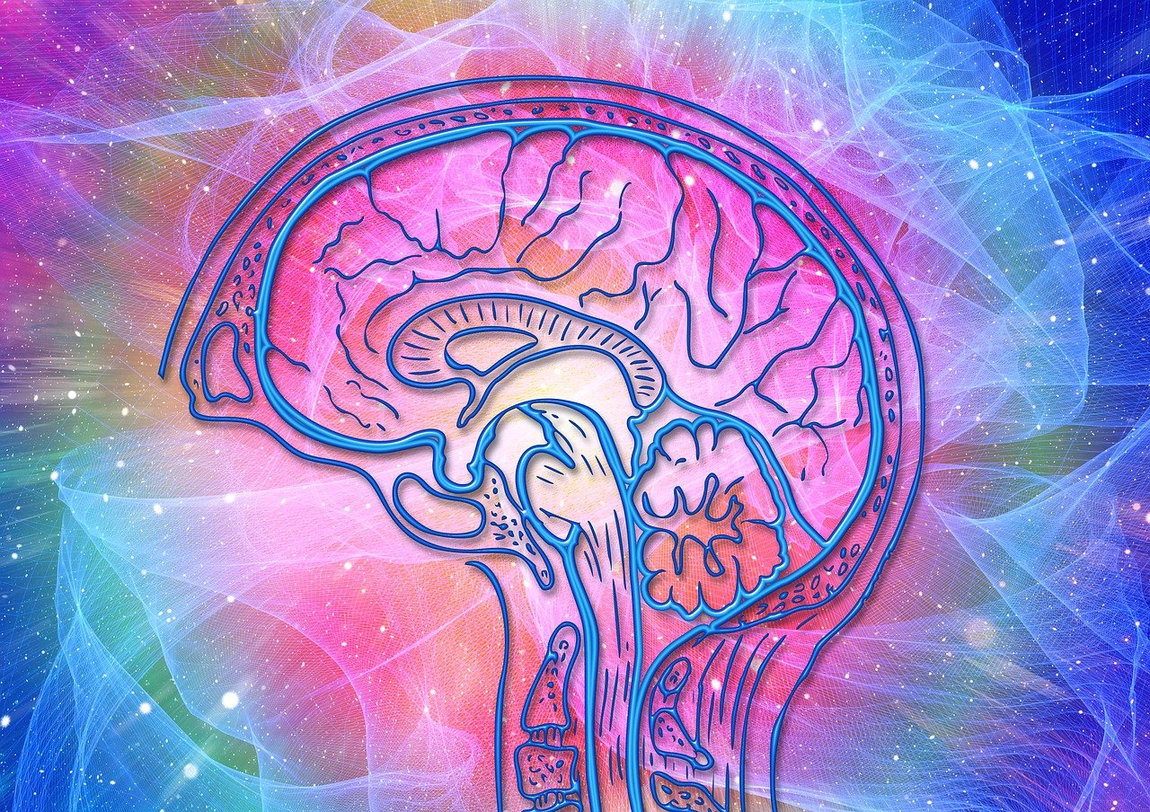 Les sciences cognitives : un atout pour la transition écologique ?