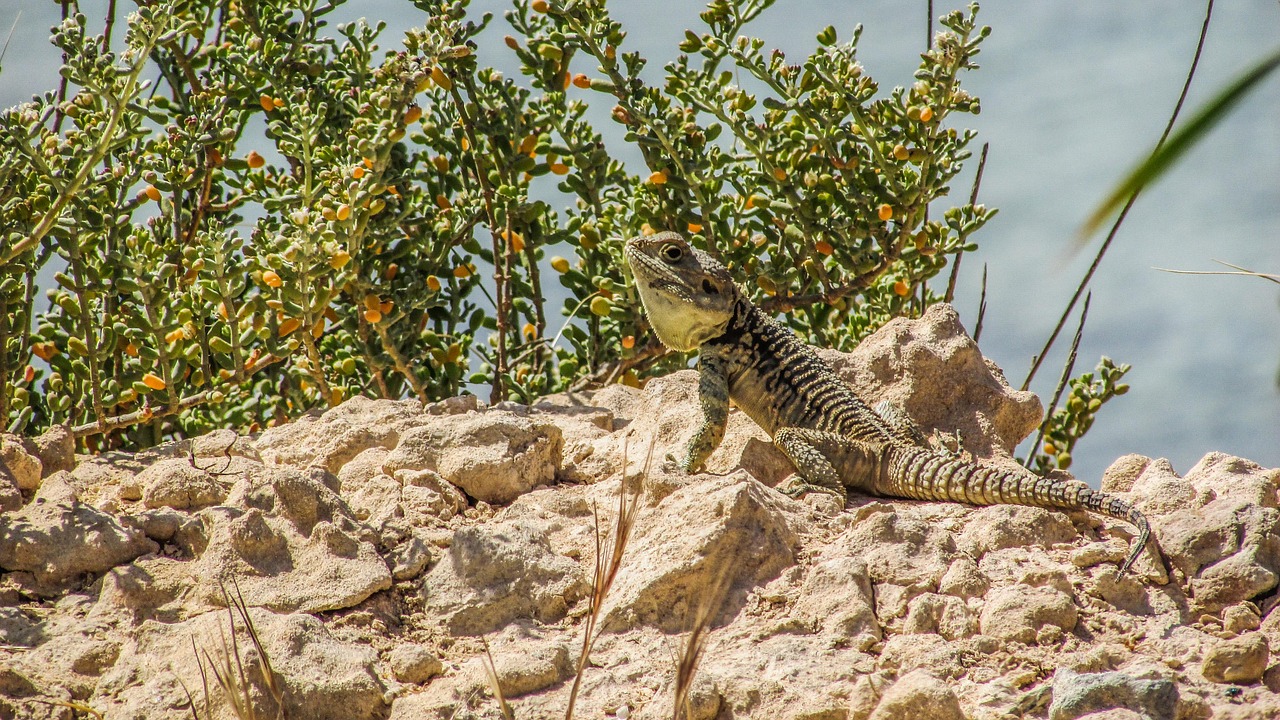 Pourquoi certaines espèces animales menacées ne parviennent-elles pas à s’adapter et risquent-elles de disparaître ?