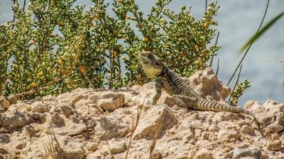 Pourquoi certaines espèces animales menacées ne parviennent-elles pas à s’adapter et risquent-elles de disparaître ?