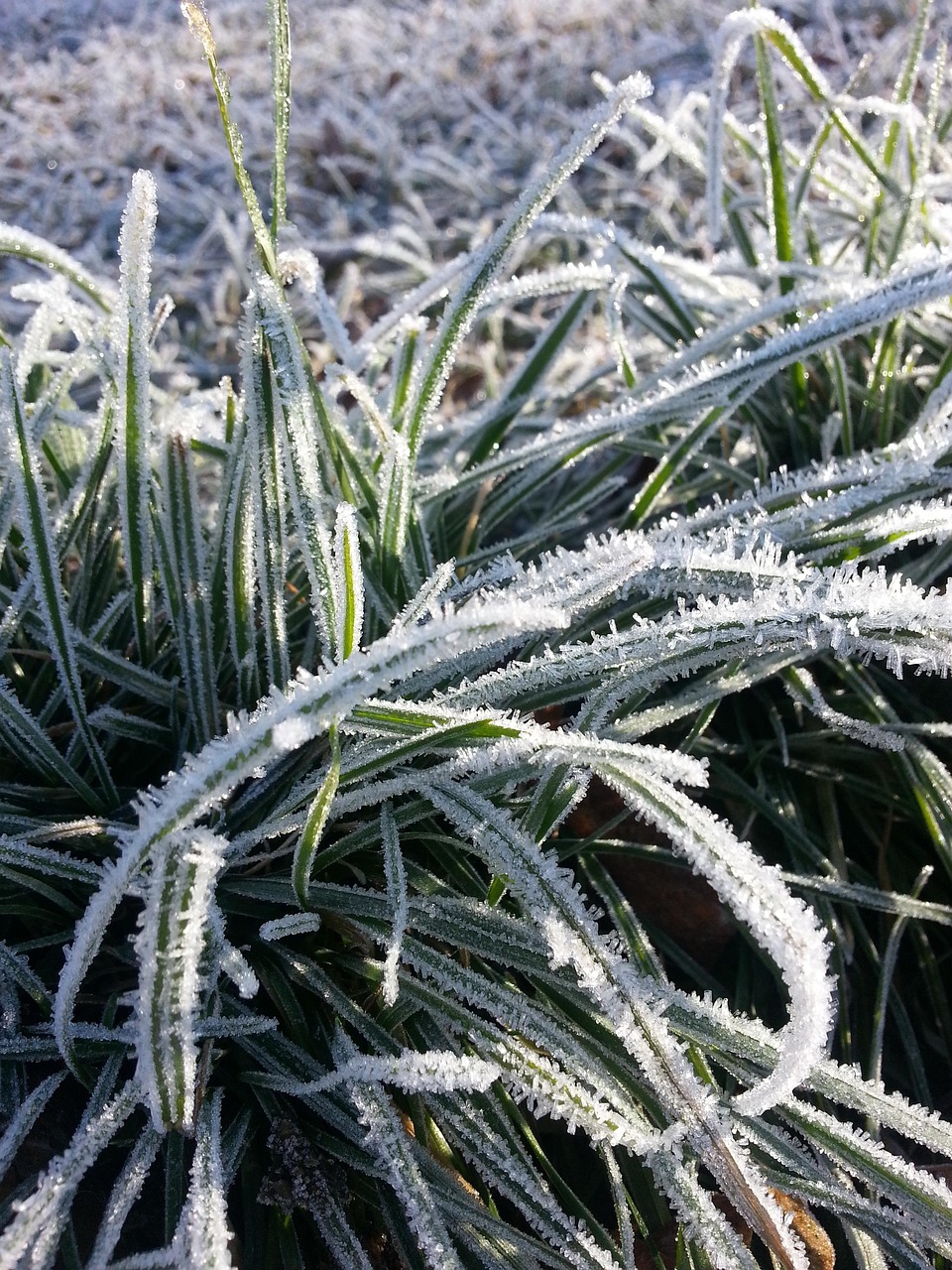 Agroécologie : Vers une agriculture respectueuse de l’environnement