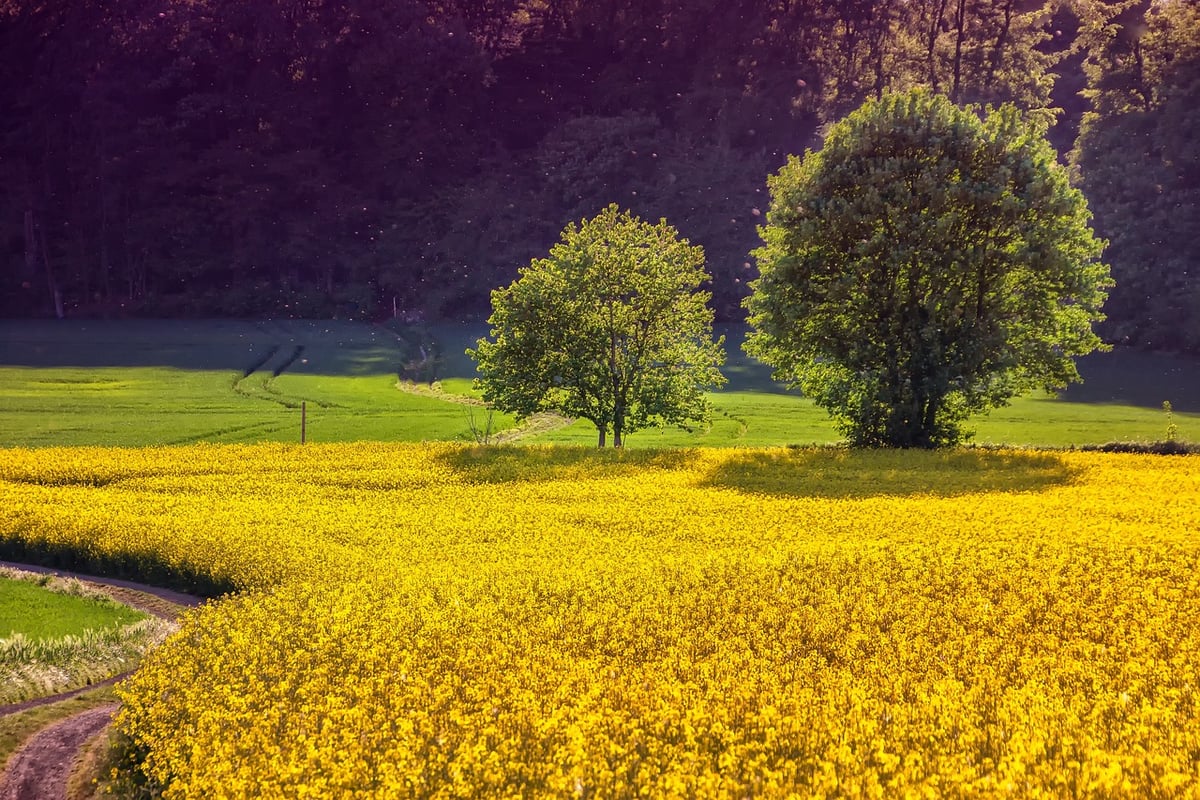 L’agriculture face au changement climatique : l’urgence de planter de nouvelles cultures et d’oser innover