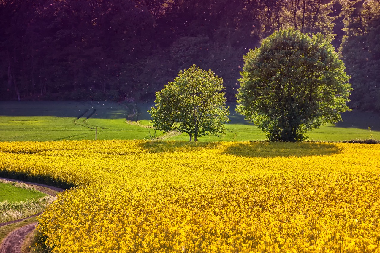 L’agriculture face au changement climatique : l’urgence de planter de nouvelles cultures et d’oser innover