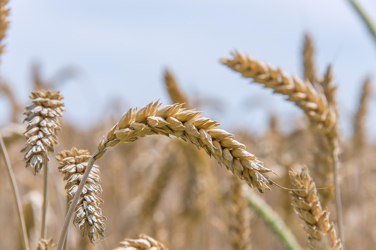 Marché des matières premières : le stress climatique aux États-Unis propulse les prix du blé à la hausse