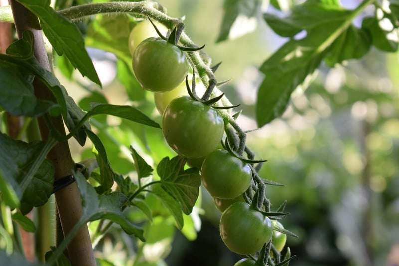 Jardinage bio balcon : Conseils essentiels pour réussir votre potager urbain