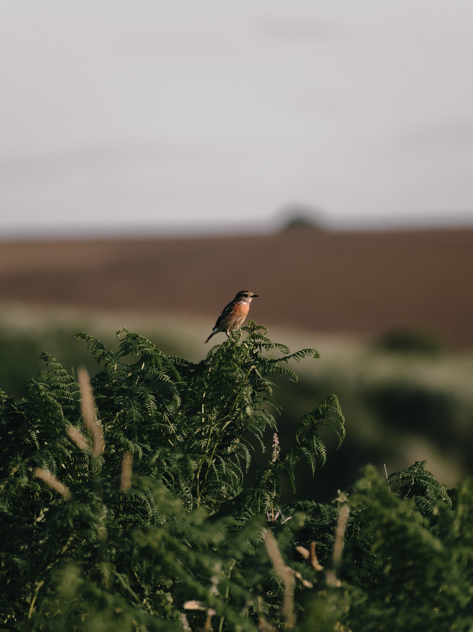 Les habitats naturels : un écosystème vital à préserver