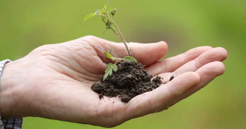 Réussir la mise en terre : la méthode qui change tout