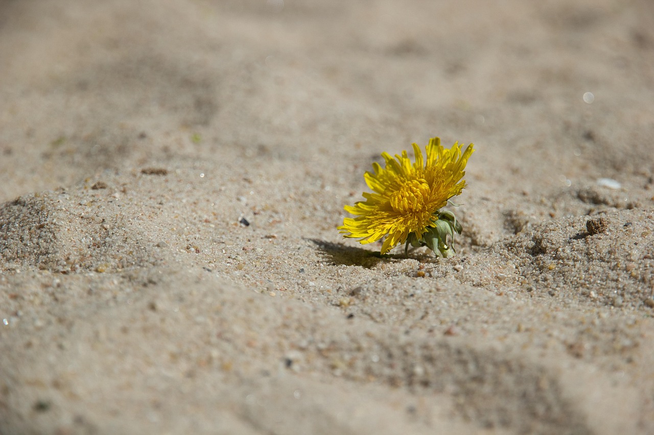 Initiatives Innovantes pour Renforcer la Résilience Climatique des Communautés Littorales