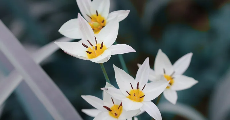 Quelle est la signification spirituelle de la tulipe ?