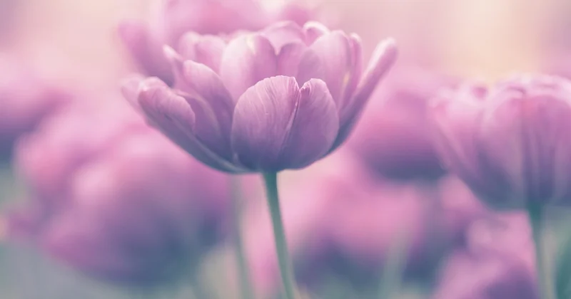 Ce que la tulipe rose signifie vraiment