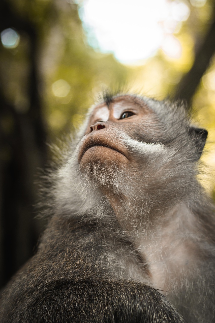 L’impact des changements environnementaux sur la biodiversité