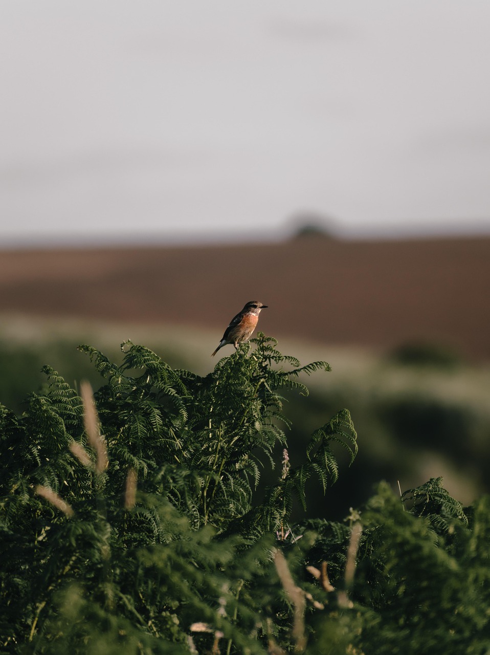 Conservation des habitats : enjeux et solutions pour la biodiversité