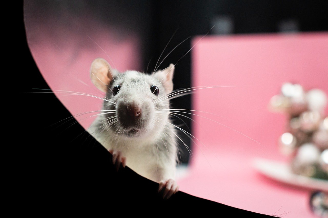 L’augmentation des populations de rats en milieu urbain : l’impact surprenant du changement climatique