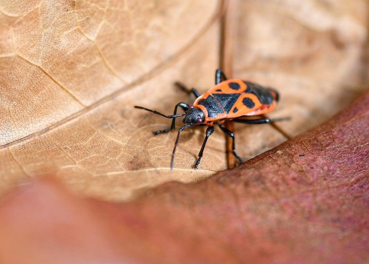 L’importance de la biodiversité pour la planète et l’humanité