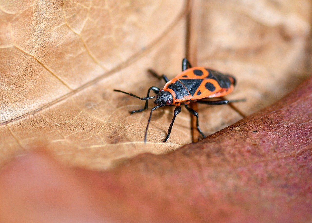 L’importance de la biodiversité pour la planète et l’humanité