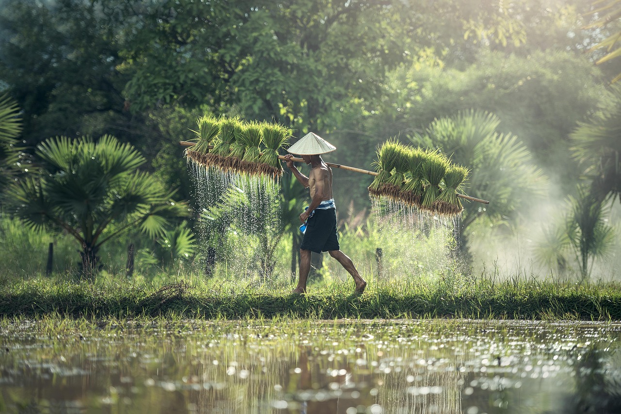 Analyse approfondie sur le riz résistant au climat au Pakistan : rapports et recommandations