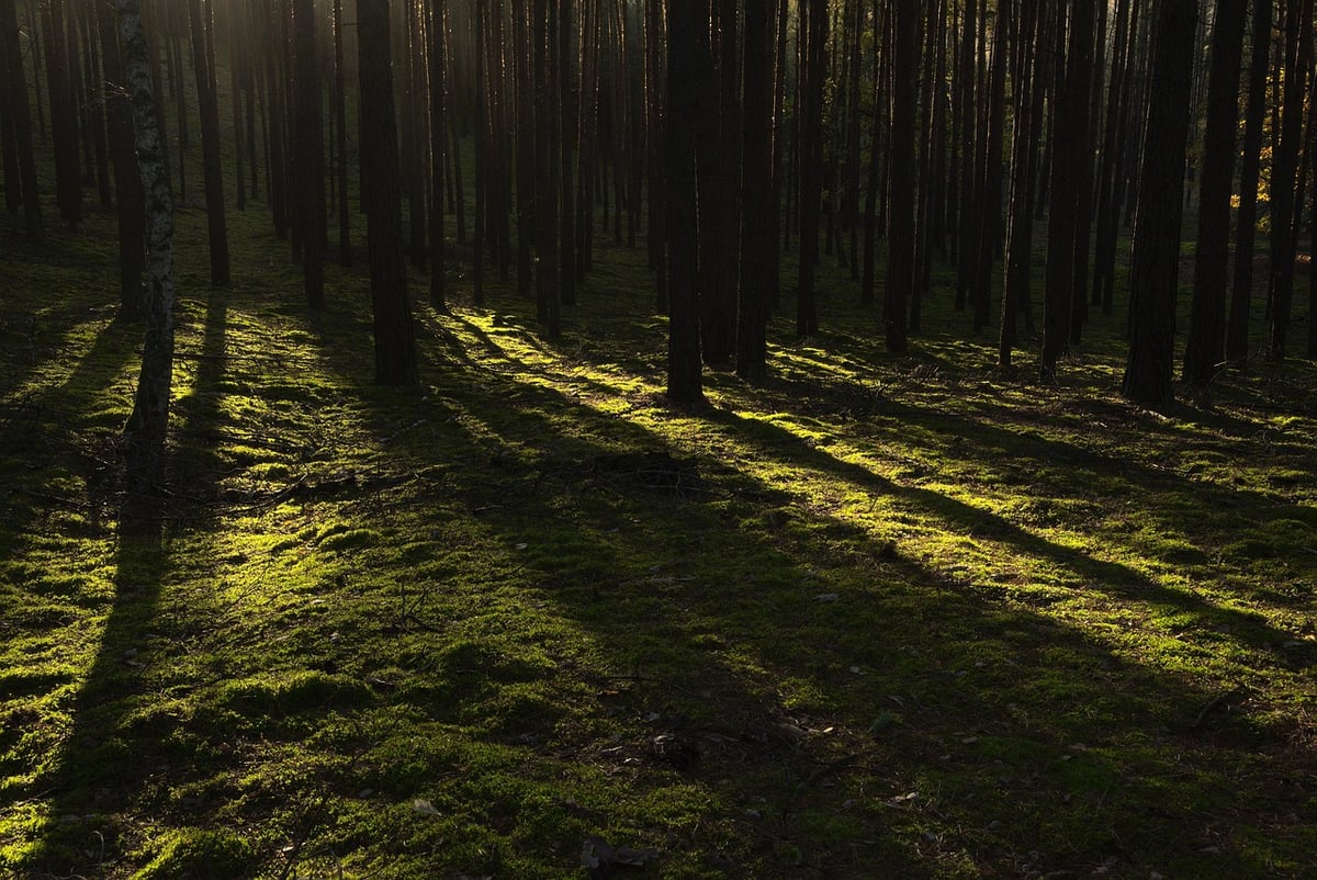 Forêts durables : stratégies pour préserver notre environnement