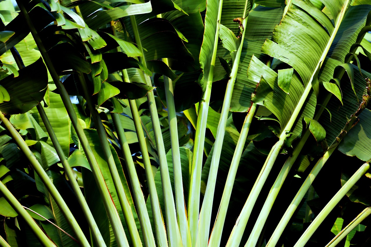 Découvrez le jardin tropical secret du Finistère : un véritable paradis botanique au cœur de la Bretagne