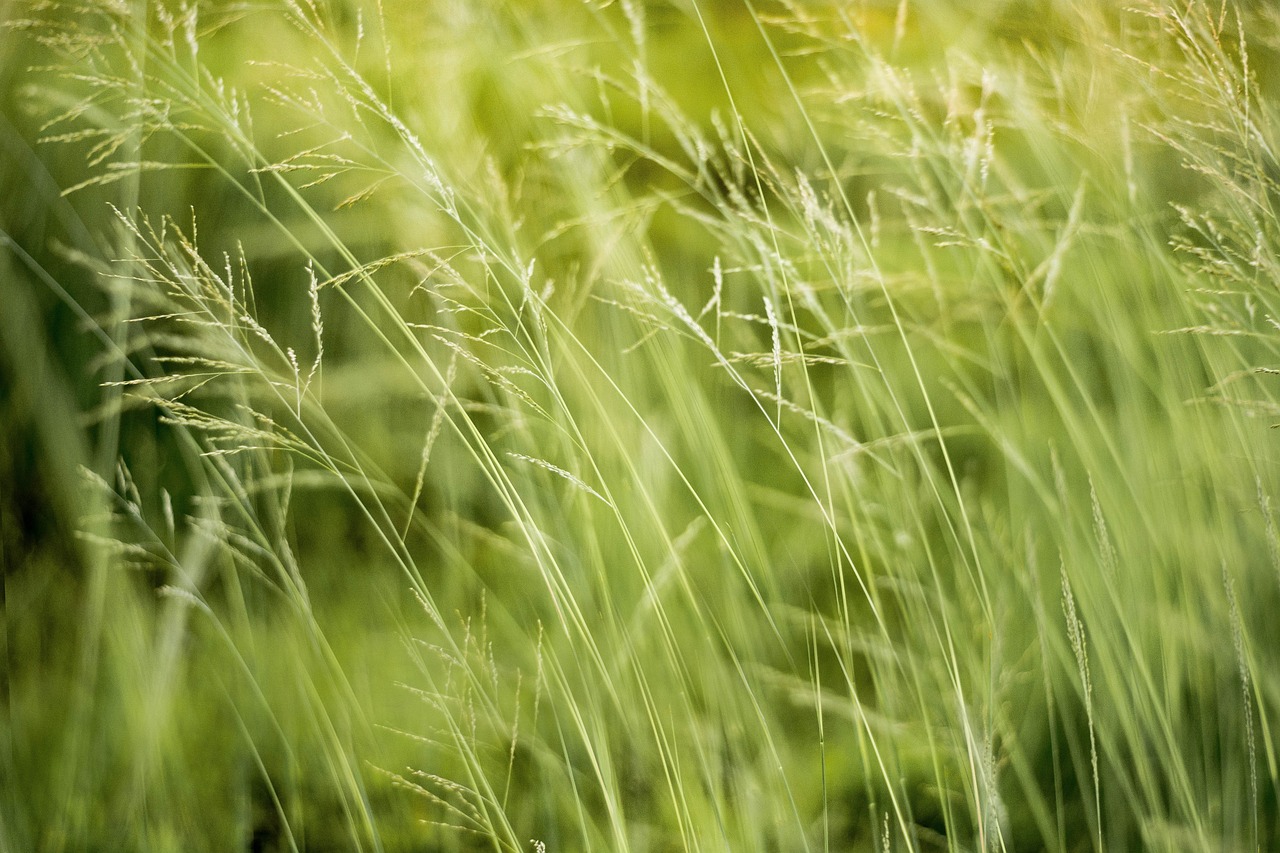 Les meilleures pratiques pour sauvegarder l’environnement