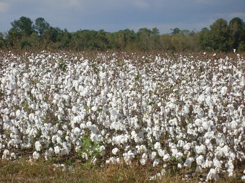 Coton biologique africain : la success-story des petits producteurs tanzaniens qui révolutionnent le marché