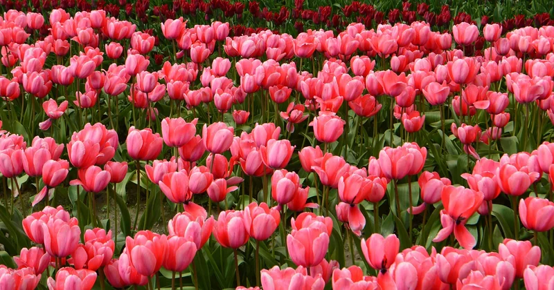 Saison de la tulipe rose : quand la trouver et quand planter