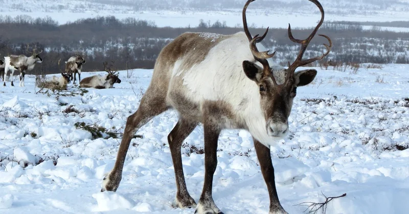 Une machine à survivre au froid, et ce que j'ai découvert sur le terrain
