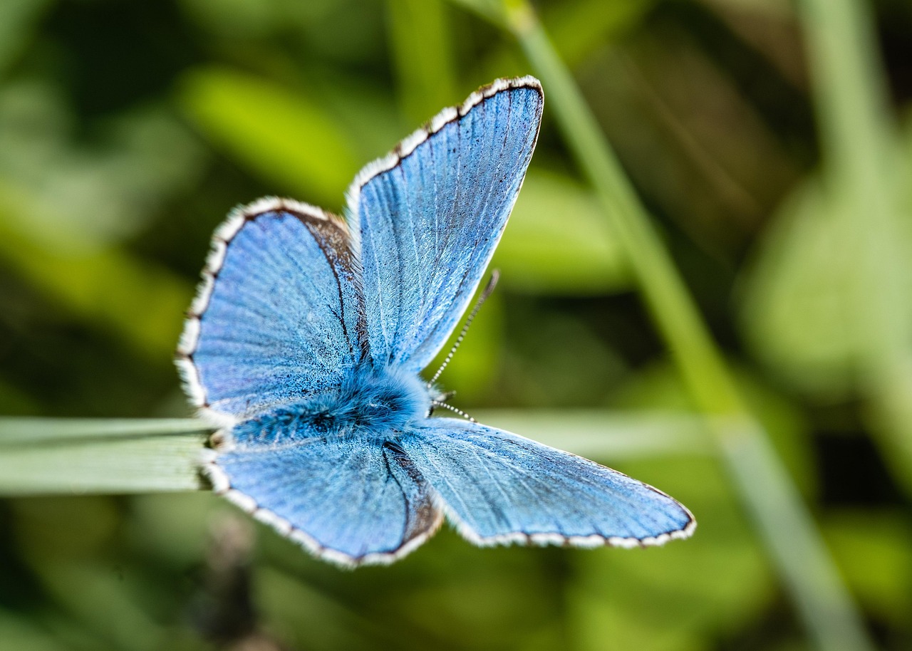Maintien de la biodiversité : enjeux et stratégies pour un avenir durable