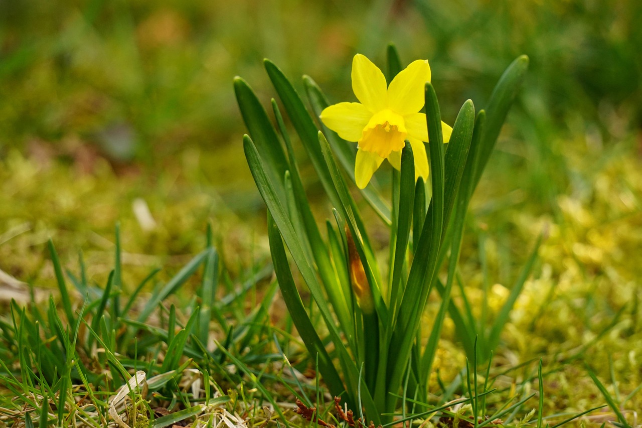 Les jonquilles en avance : un « faux printemps » qui bouleverse-t-il l’équilibre naturel ?