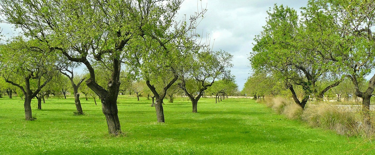 Quand les haies agricoles deviennent une source inattendue de revenus : l’initiative inspirante de deux agriculteurs gersois