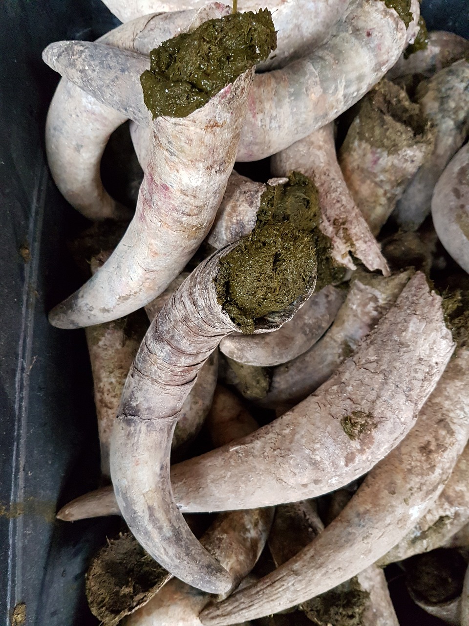 Comprendre la biodynamie : principes et pratiques pour une agriculture durable