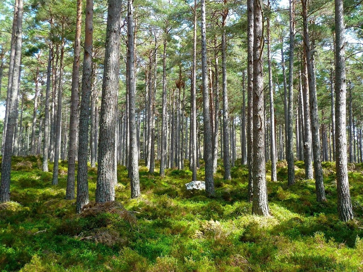 L’écologie sous l’influence de Marx : un frein à la lutte contre le changement climatique ?