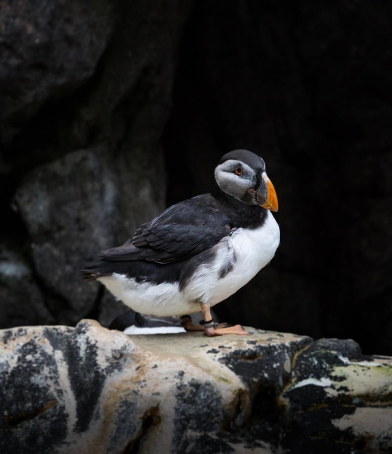 « Un havre de nature préservée » : l’aventure scientifique d’un Breton passionné au cœur du Groenland