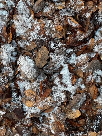 Forêts en scène 2026 : animations gratuites à l’Académie du Climat lors de la Journée mondiale des forêts