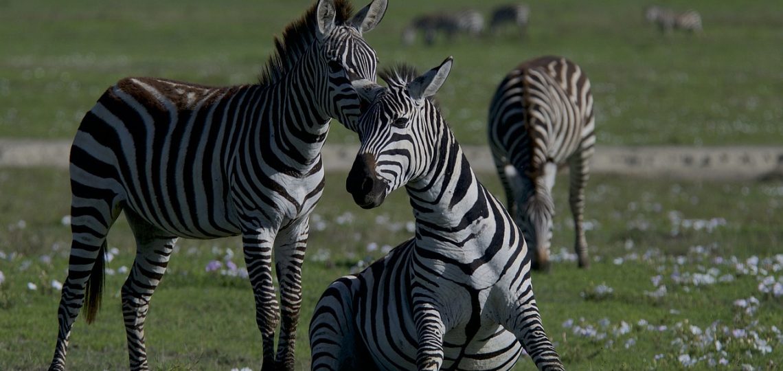 découvrez l'importance de la biodiversité pour notre planète, ses différentes espèces et écosystèmes, ainsi que les actions nécessaires pour préserver la richesse naturelle de la terre.