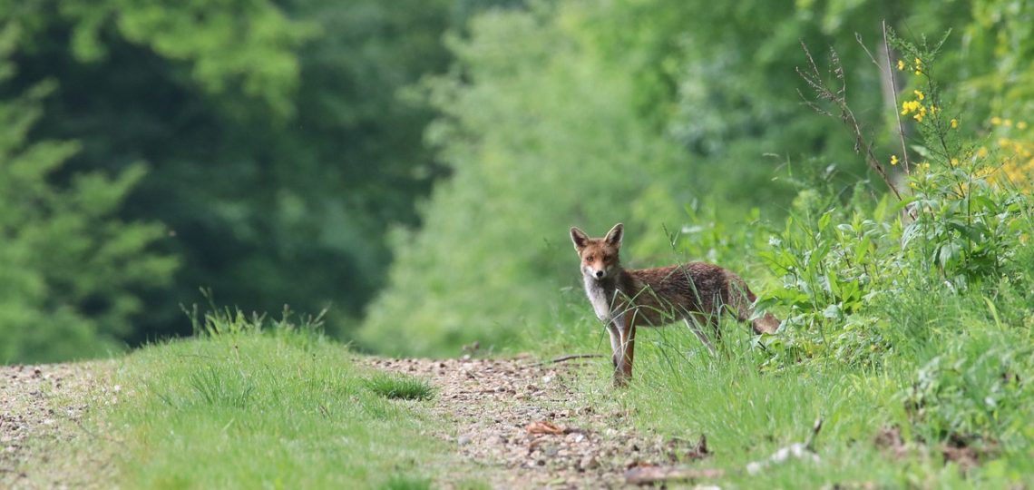 découvrez l'écosystème, un ensemble complexe d'interactions entre les organismes vivants et leur environnement. explorez la biodiversité, les relations écologiques et l'importance de la conservation pour préserver notre planète.