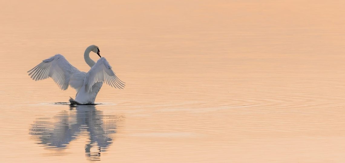 découvrez des méthodes efficaces pour la conservation de l'eau et apprenez à réduire votre empreinte hydrique. explorez des astuces pratiques pour économiser l'eau dans votre quotidien tout en préservant notre précieuse ressource naturelle.