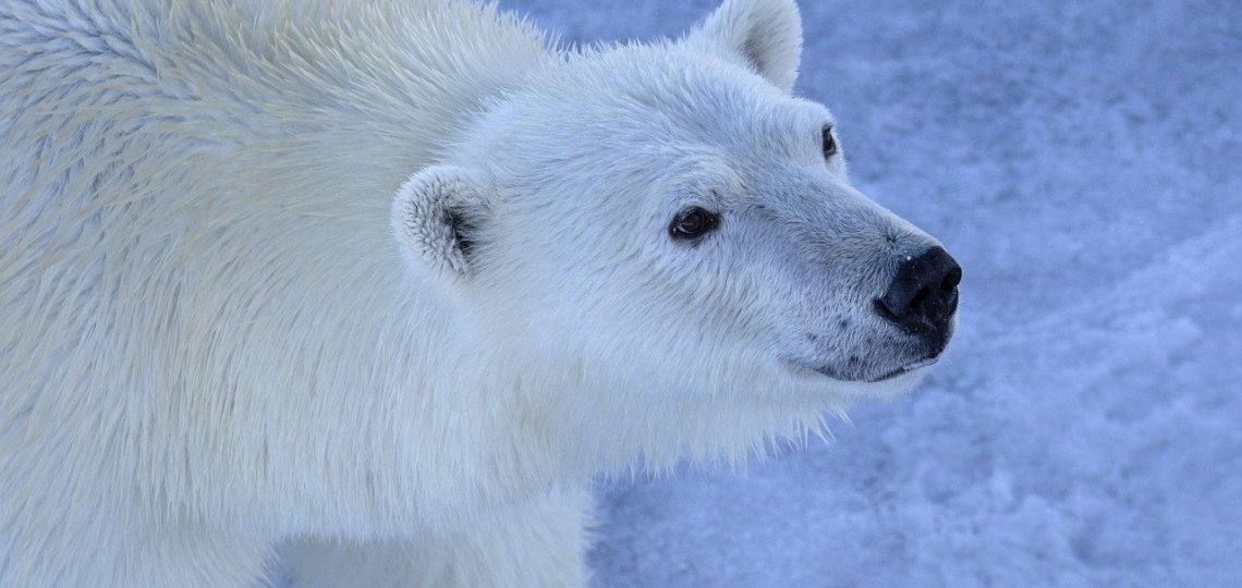 découvrez les meilleures pratiques de conservation pour préserver notre environnement et maintenir la biodiversité. apprenez comment contribuer à la protection des espèces et des écosystèmes grâce à des méthodes durables et responsables.