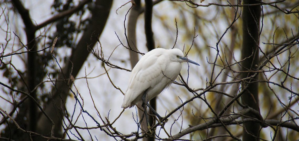 découvrez l'écologie urbaine, un domaine fascinant qui explore les interactions entre les villes et leur environnement. apprenez comment optimiser les espaces urbains pour favoriser la biodiversité, améliorer la qualité de vie des habitants et promouvoir des pratiques durables pour un avenir meilleur.