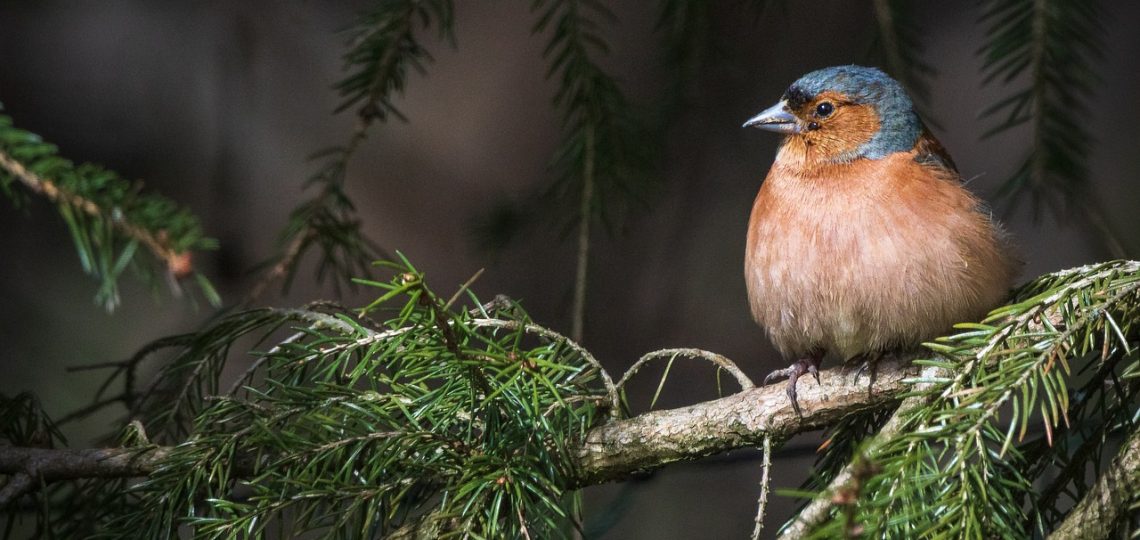 découvrez l'importance de la conservation de la faune et des efforts déployés pour préserver la biodiversité de notre planète. apprenez comment protéger les habitats naturels et soutenir les espèces menacées pour un avenir durable.