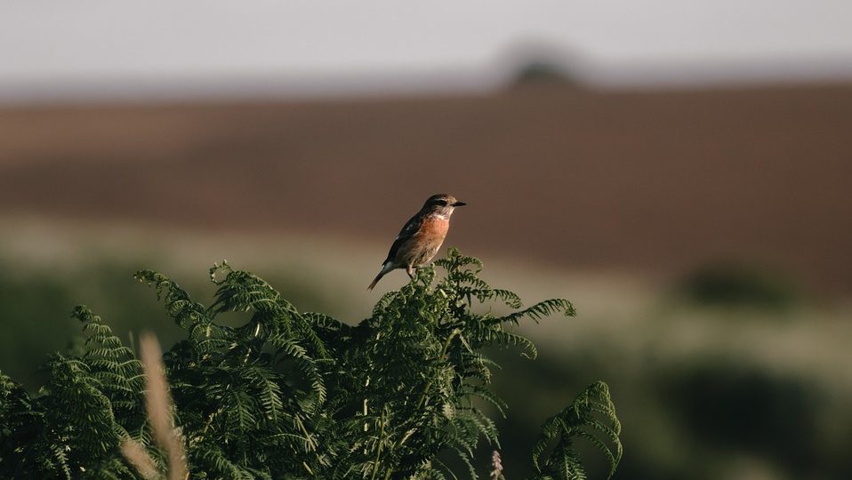 découvrez les écosystèmes naturels, leurs caractéristiques uniques et l'importance de la préservation des habitats pour la biodiversité et la santé de notre planète.