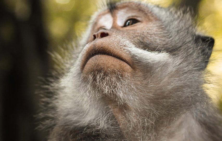 découvrez la richesse de la biodiversité qui constitue notre planète, explorez son importance pour l'équilibre des écosystèmes et apprenez comment préserver cette diversité essentielle pour les générations futures.