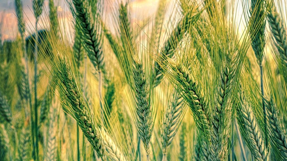 découvrez l'univers fascinant de l'agriculture, un secteur essentiel qui façonne notre mode de vie et notre environnement. explorez les techniques modernes, les enjeux de durabilité, et l'importance de l'agriculture biologique dans la préservation de notre planète.