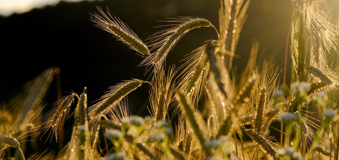 découvrez le monde fascinant des cultures agricoles avec notre guide complet sur les différentes variétés de cultures, leurs techniques de culture et leur impact sur l'environnement et l'économie.