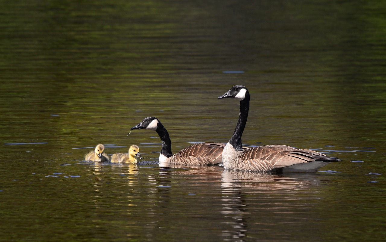 découvrez l'importance de la biodiversité pour notre planète. explorez les différentes espèces, leurs habitats et les enjeux de leur préservation pour un avenir durable.