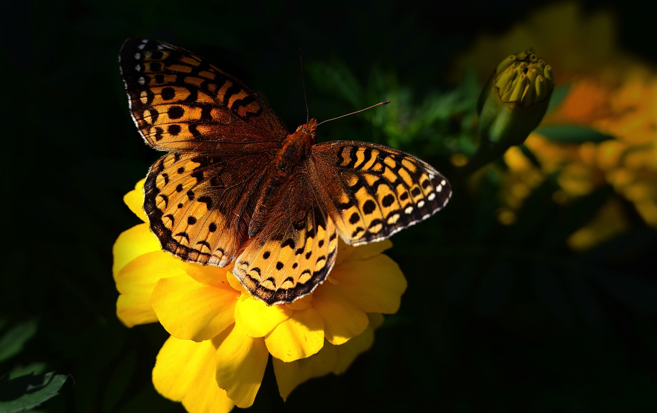 découvrez la richesse de la biodiversité, un patrimoine naturel essentiel qui soutient notre planète. explorez les écosystèmes diversifiés, l'importance des espèces et les actions pour préserver notre environnement pour les générations futures.