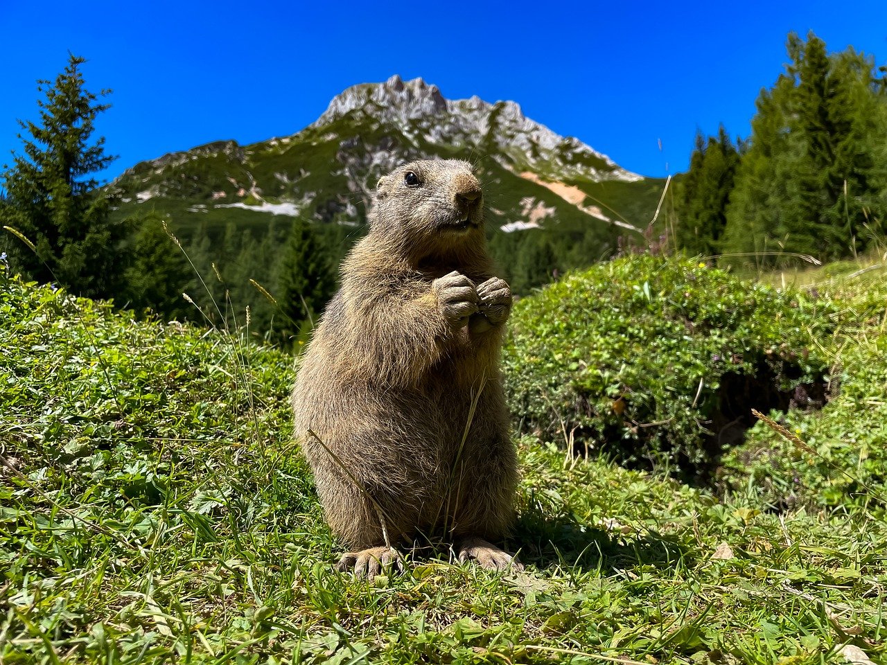 découvrez l'importance de la restauration de la biodiversité pour préserver notre écosystème. apprenez des méthodes innovantes et des initiatives concrètes visant à revitaliser la flore et la faune, favorisant un équilibre naturel essentiel à la santé de notre planète.